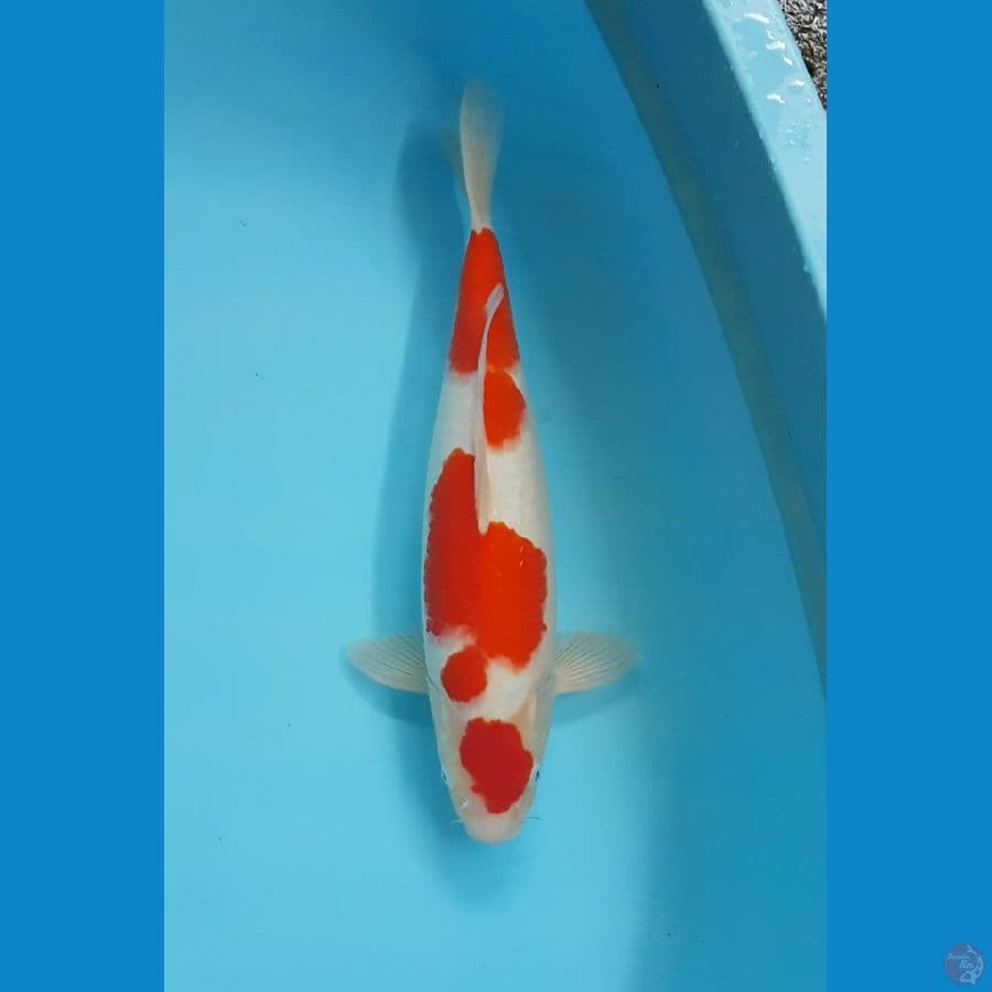 MARUTEN KOHAKU 43cm