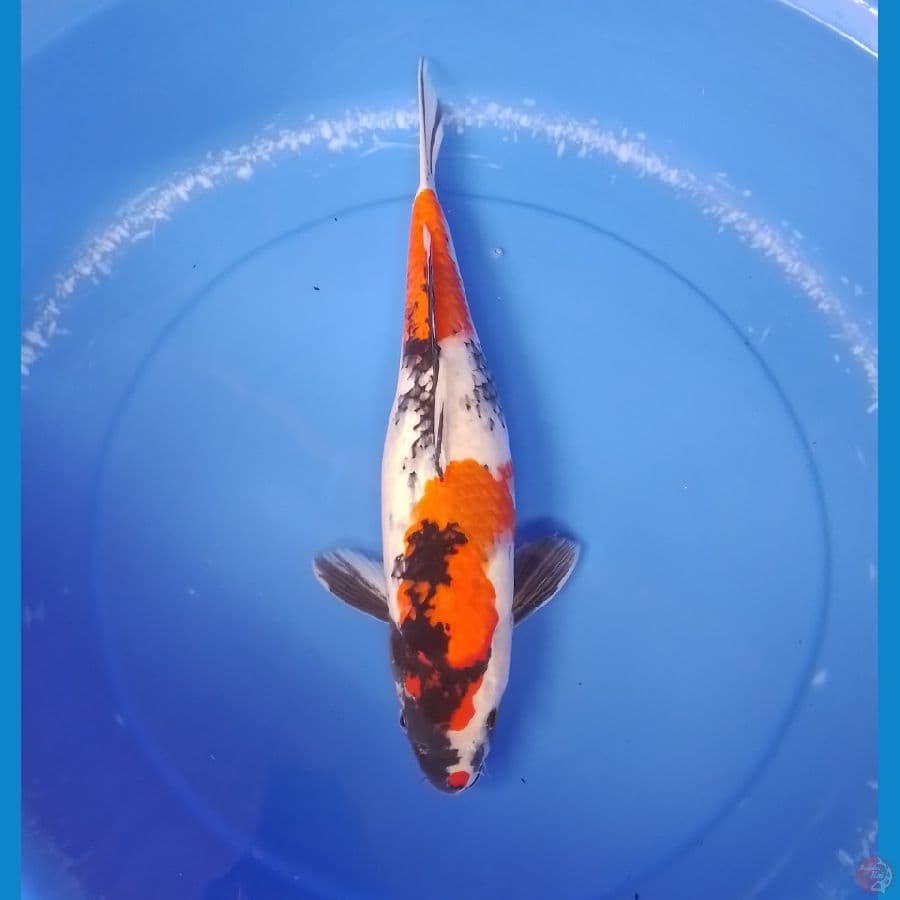 showa 41 cm/female