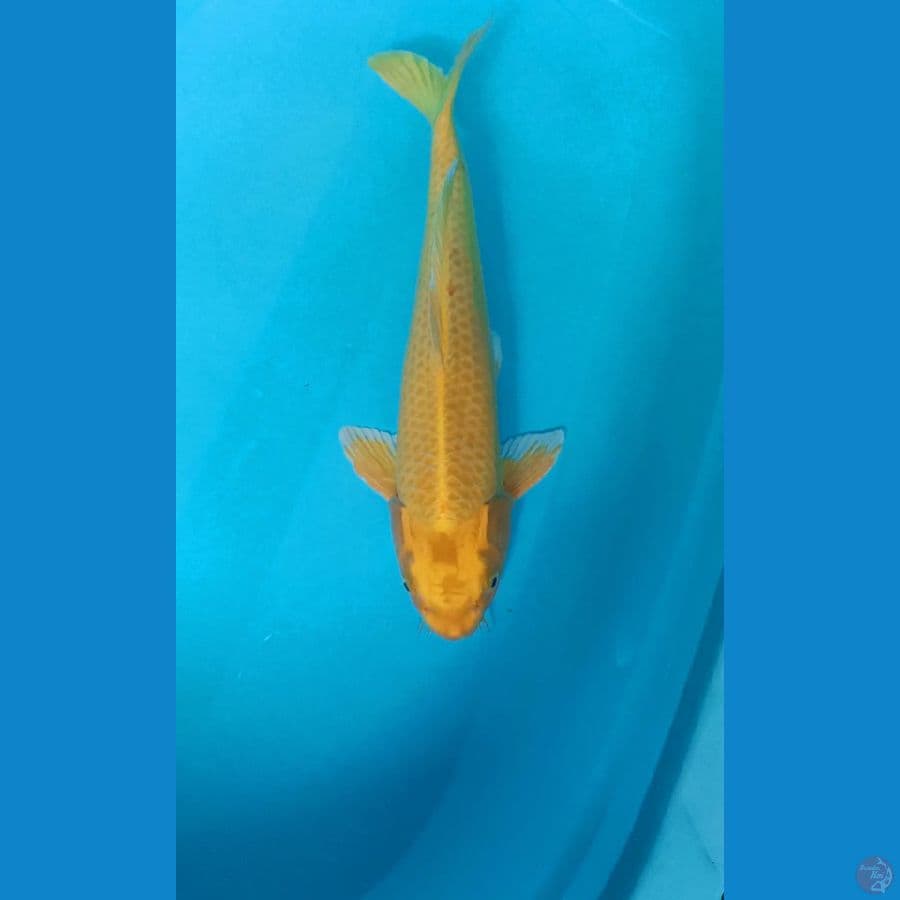 Ogon 43cm