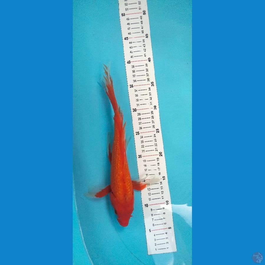 Kumpay ginrin 33 cm