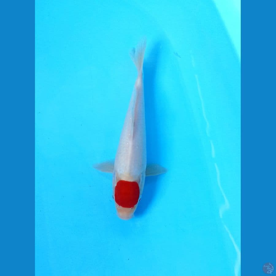 Tc kohaku 24cm