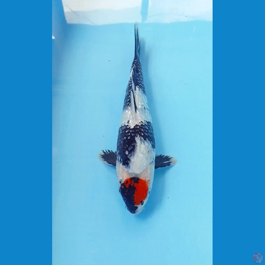 Tc showa ginrin 30cm