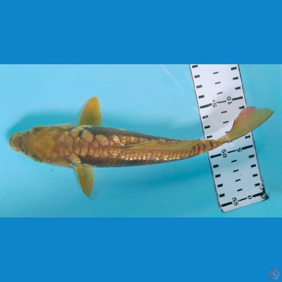 chagoi aragoke 23cm