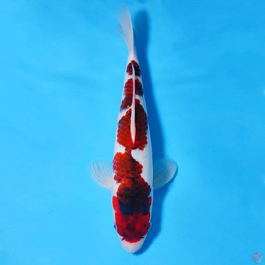 AI GOROMO SQ BAKAT JUMBO 33CM FEMALE
