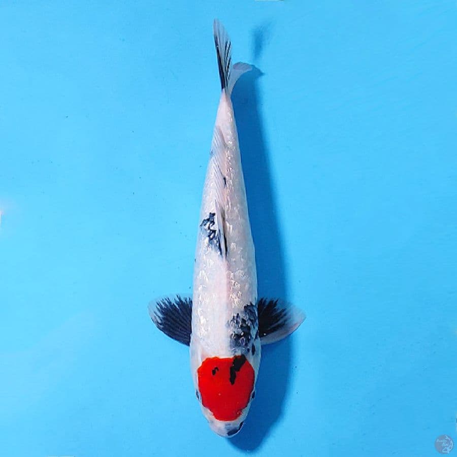 TANCHO SHOWA GINRIN TATEGOI 37CM MALE