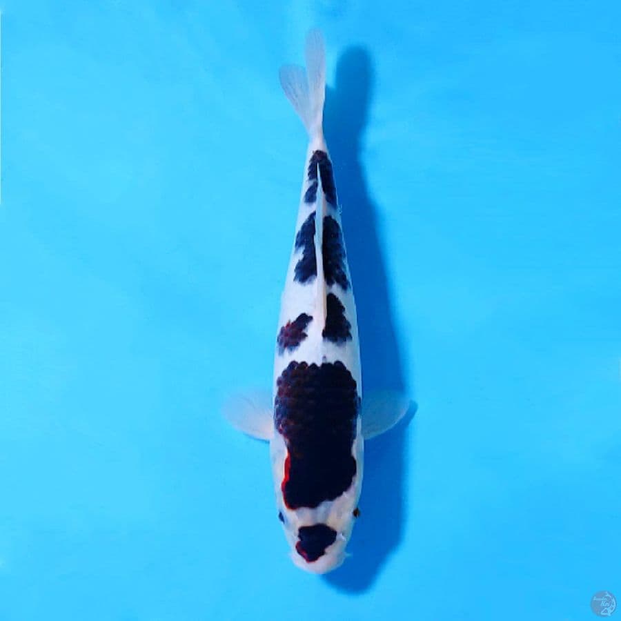 BUDO GOROMO SQ 31CM FEMALE