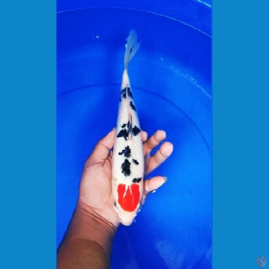 tancho sanke doit 32 cm