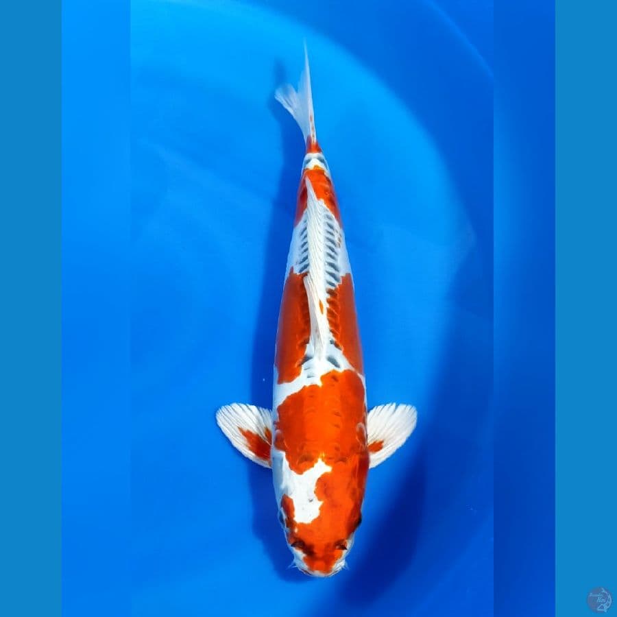 kiko 43 cm male