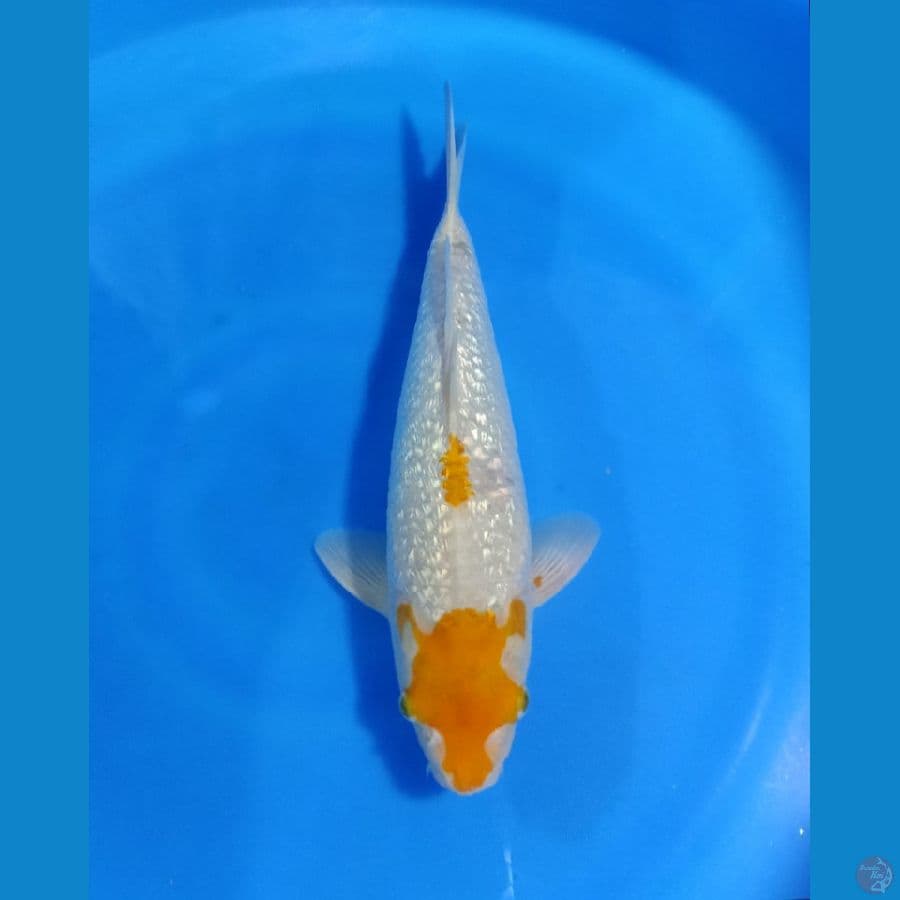 SABIKOYO GINDRIN 35 MALE ORYGINAL