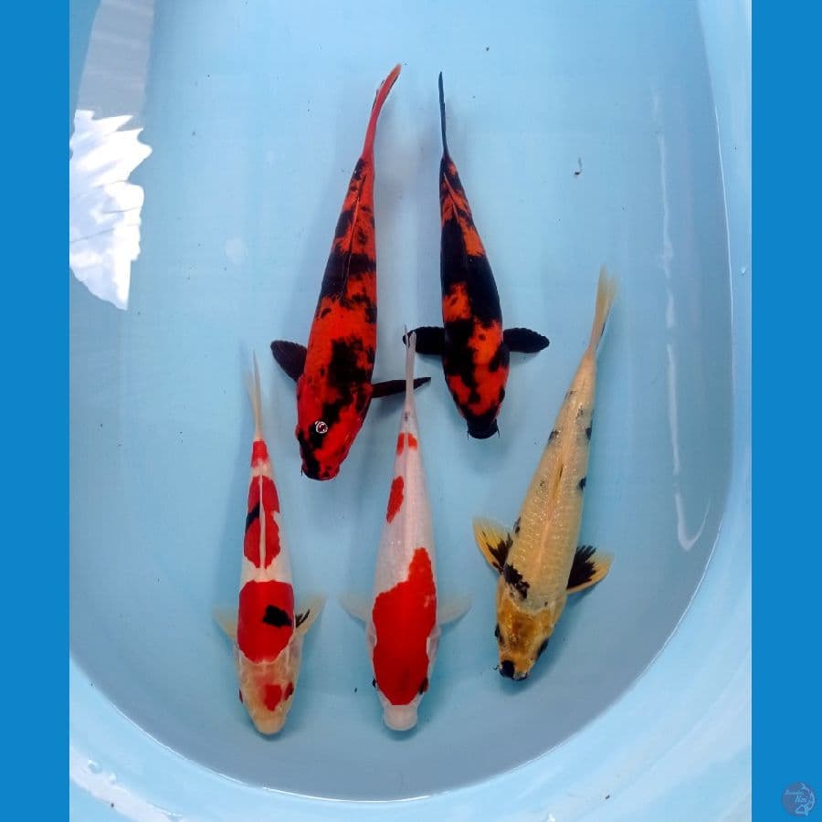 mix 22-28cm