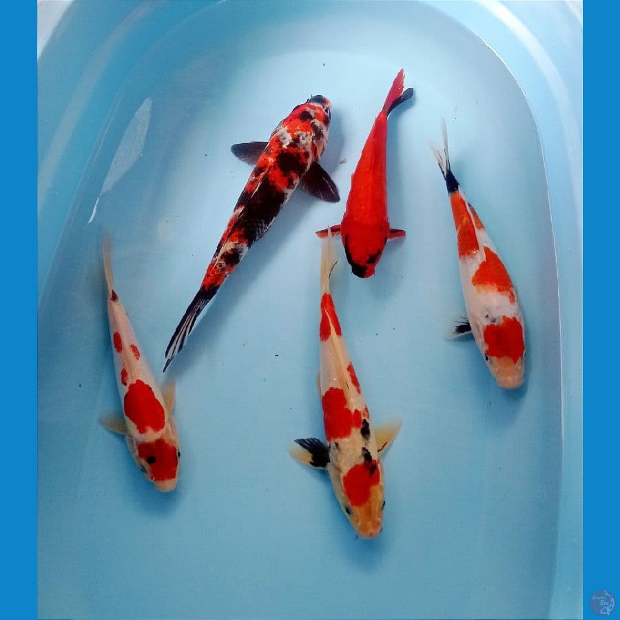 mix 23-31 cm