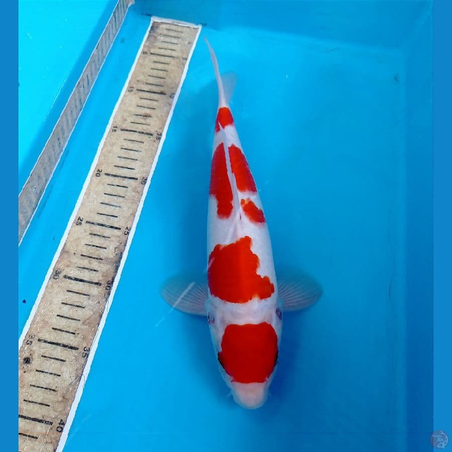 maruten 30 cm
