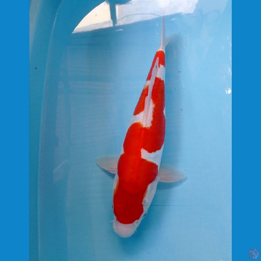kohaku doit 35 cm