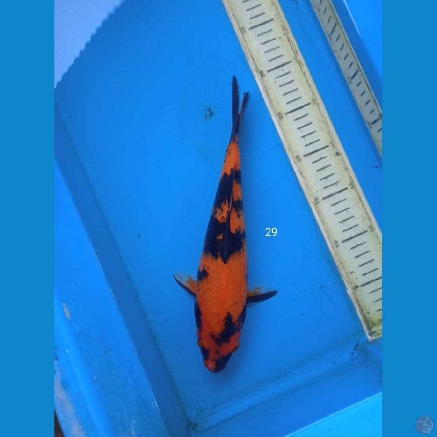 Hiutsuri 29cm