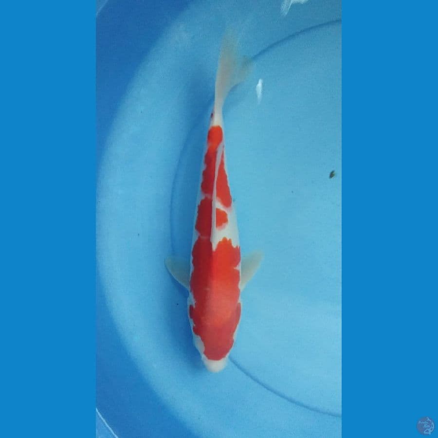 kohaku 30cm