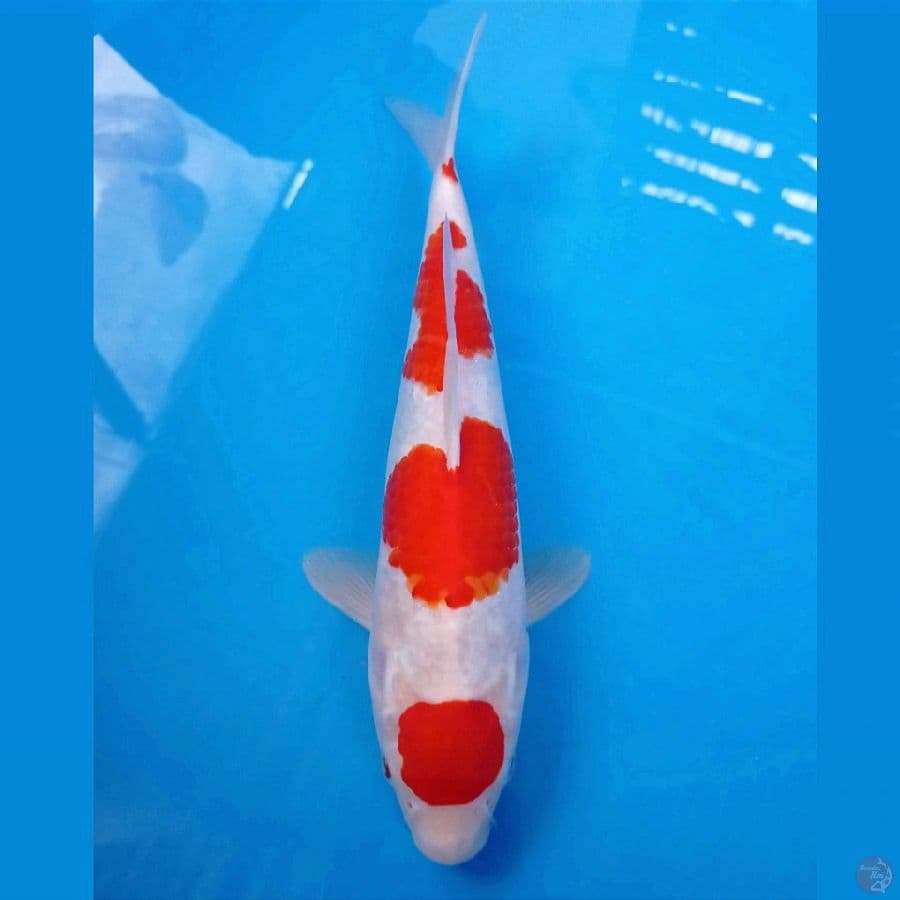 maruten kohaku, 28 cm