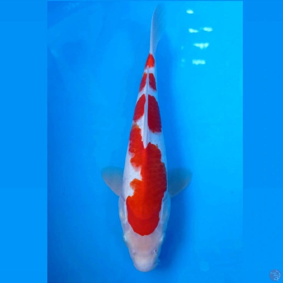 kohaku, 28 cm
