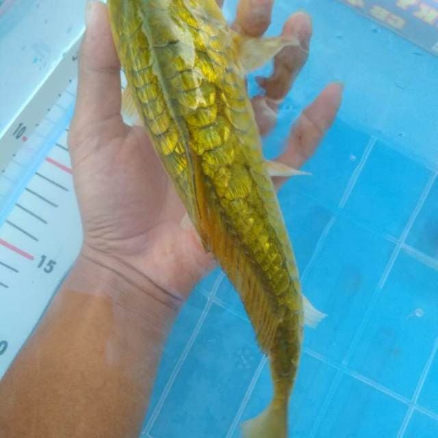Sisiknaga ginrin 28cm.