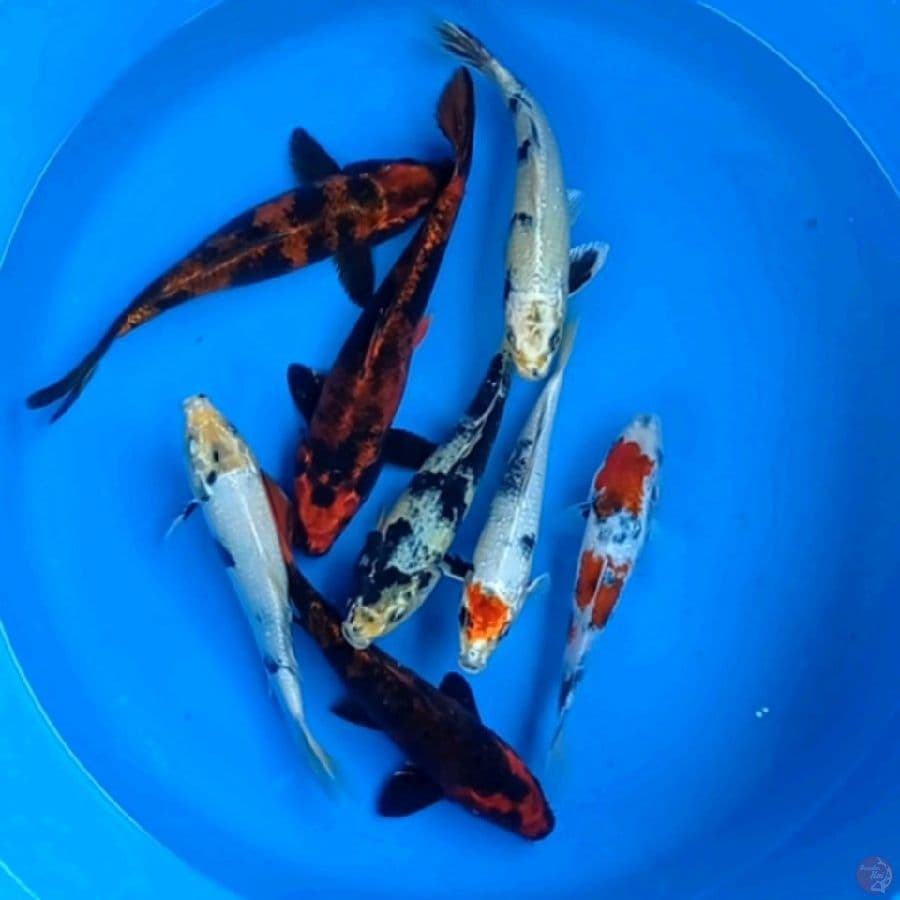paket mix, 20 - 28 cm