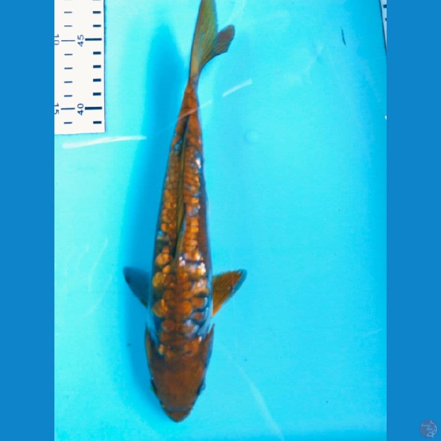 ochiba 26cm