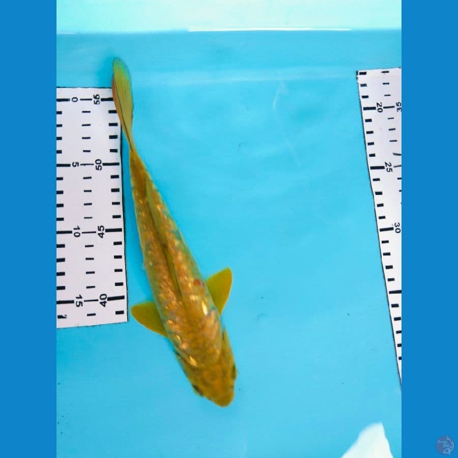 midori aragoke 23cm
