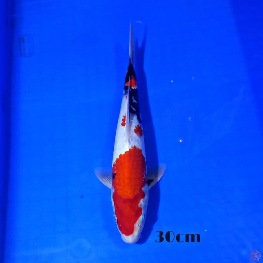 showa 30cm
