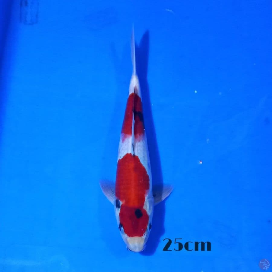 showa 25cm