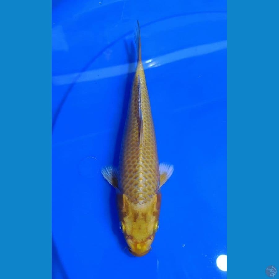 ogon 25cm