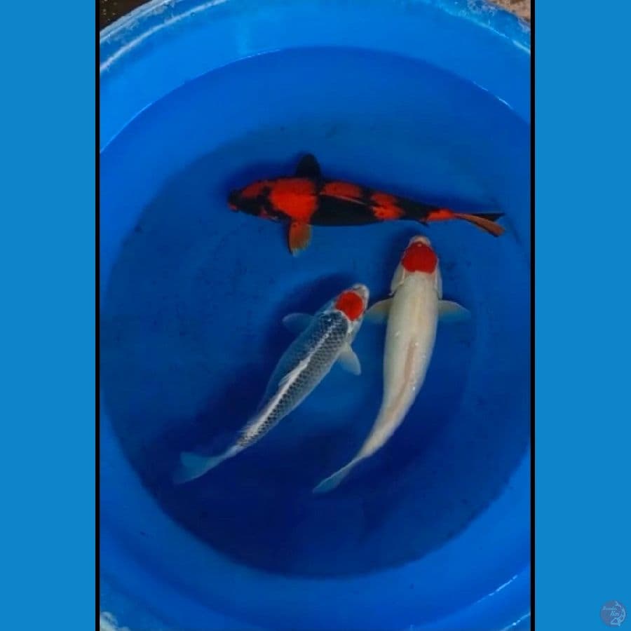 Mix . Utsuri-tancho kohaku-tancho goshiki