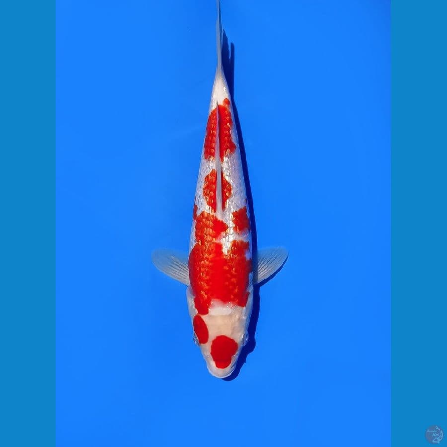 Ginrin A ready show 25 cm