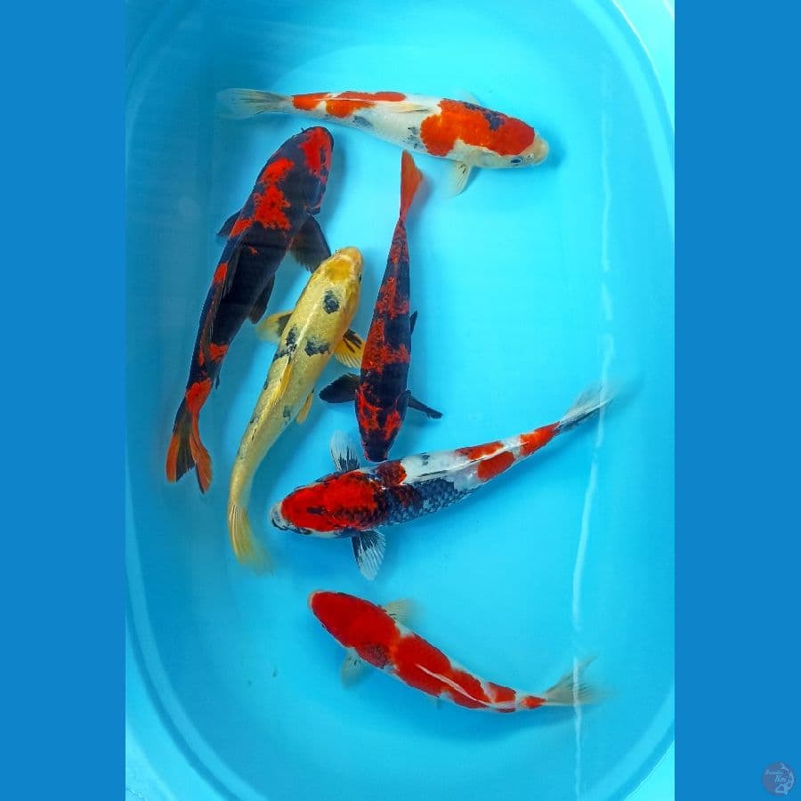Paket 27/35cm