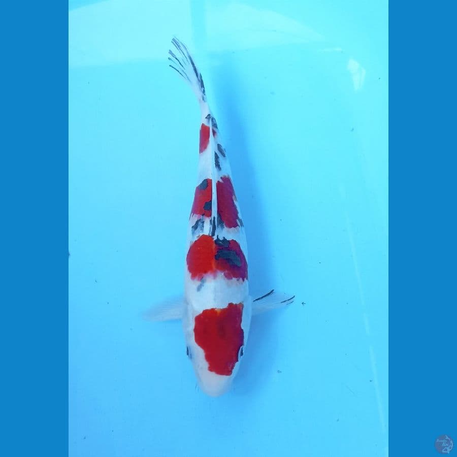 Sanke 26cm