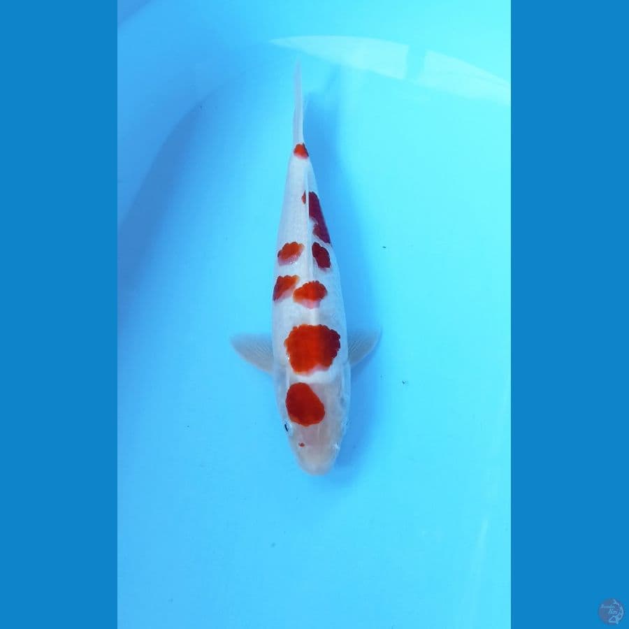 Kohaku 28cm