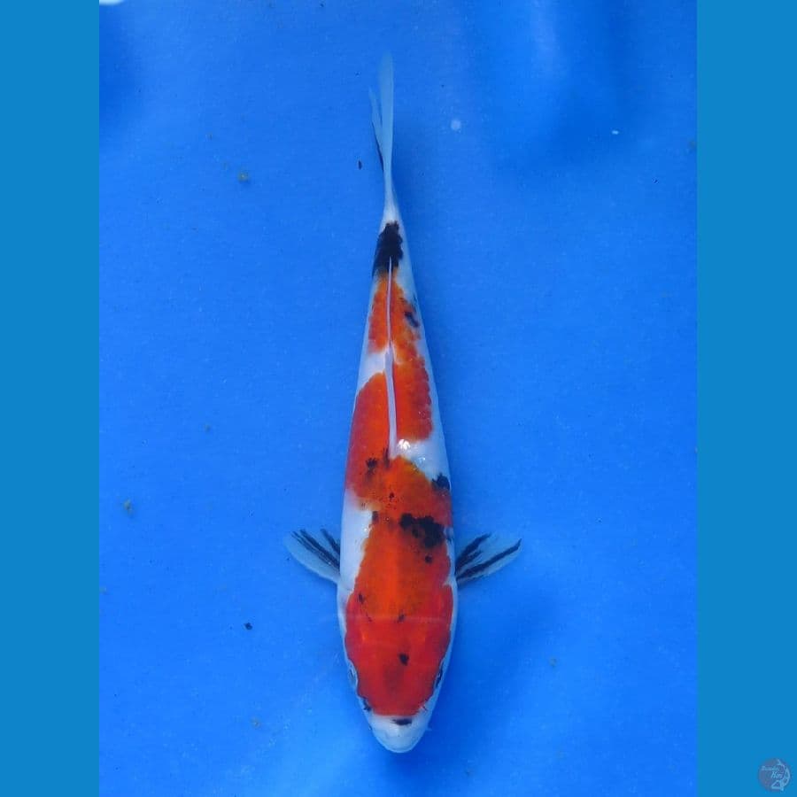 Inazuma Showa, 20cm