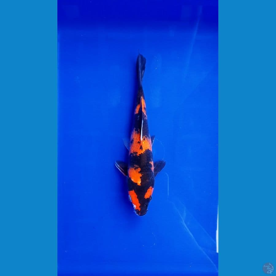 hiutsuri size 20 cm