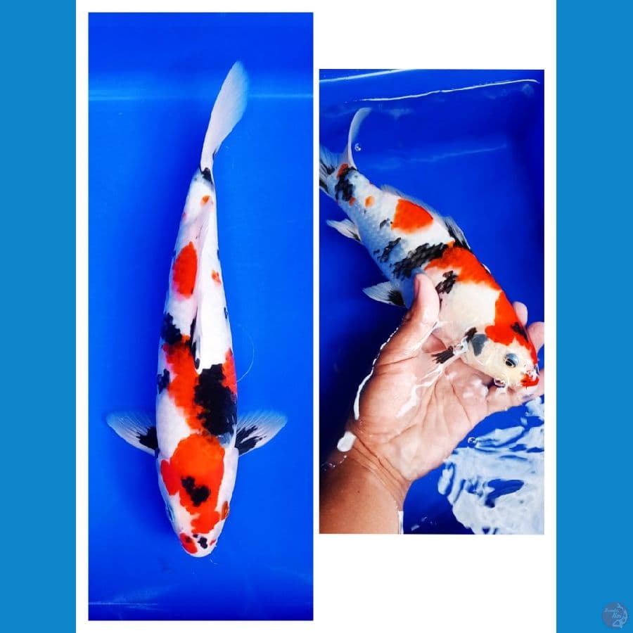 kindai showa male size 30 BU