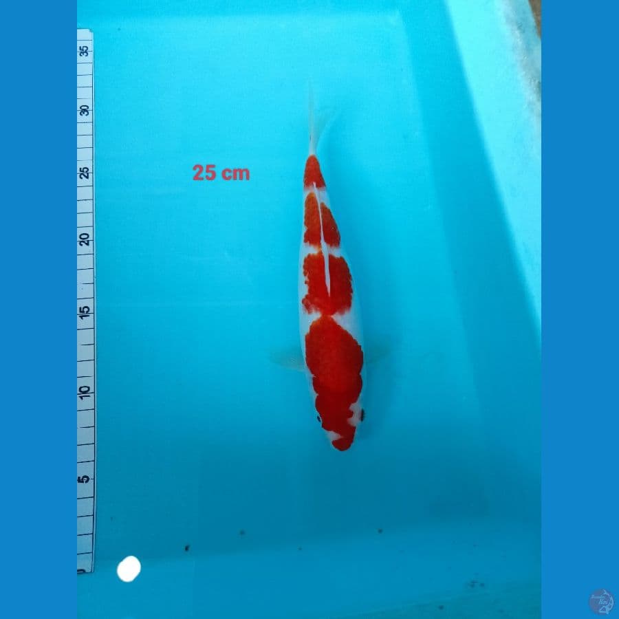 kohaku 25 cm