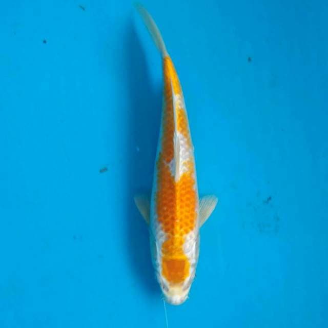 Hariwake