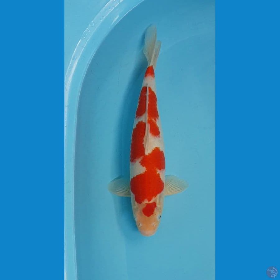KOHAKU 40cm