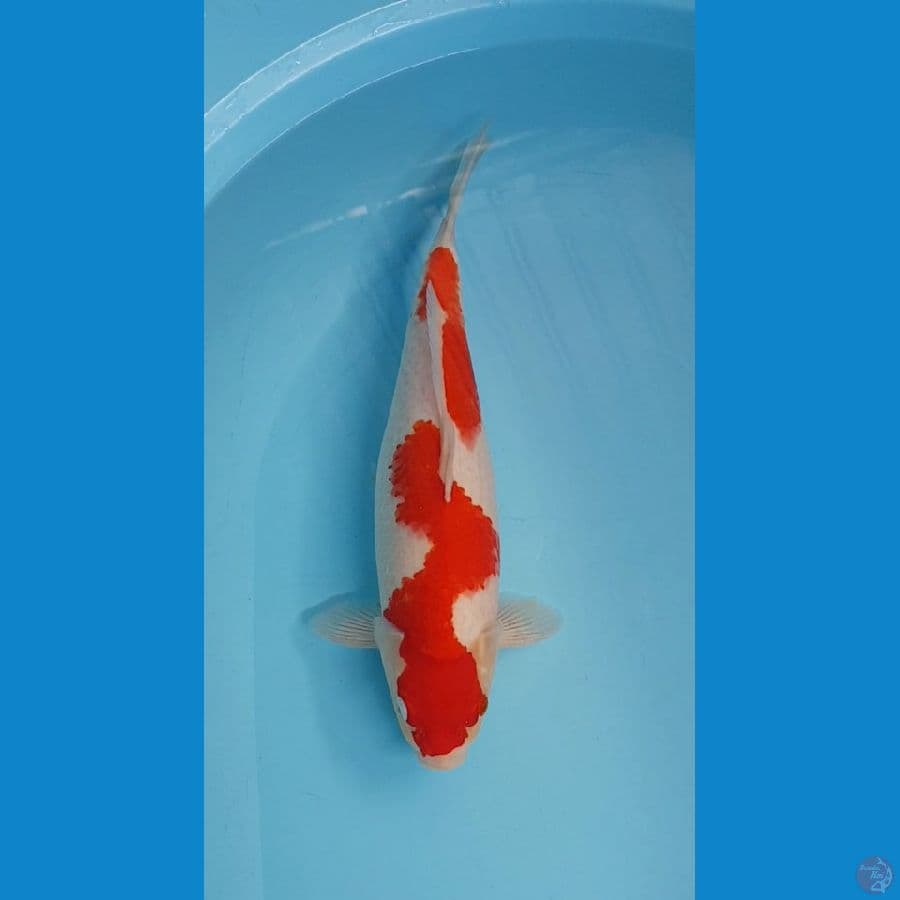 KOHAKU NAZUMA 39cm