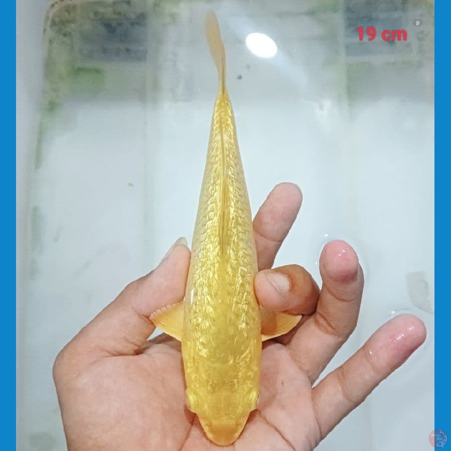 midori ginrin 19 cm