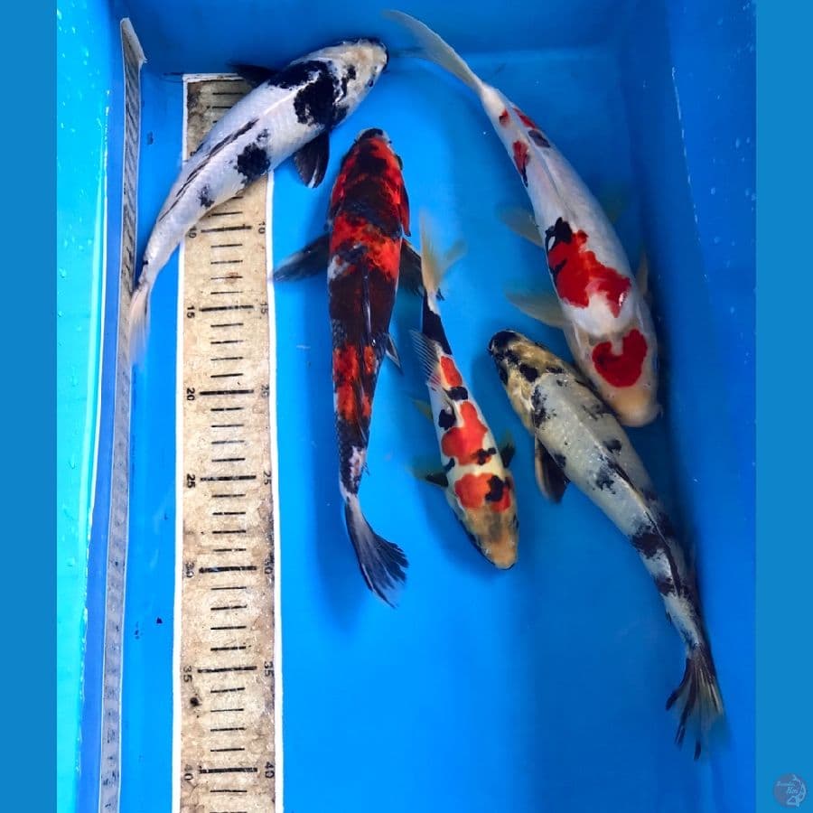 paket mix 18-28 cm