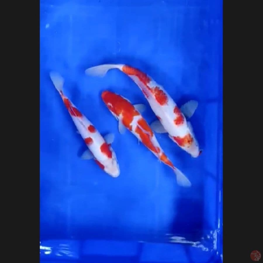 ( 24-30CM ) PAKET 3 EKOR KOHAKU