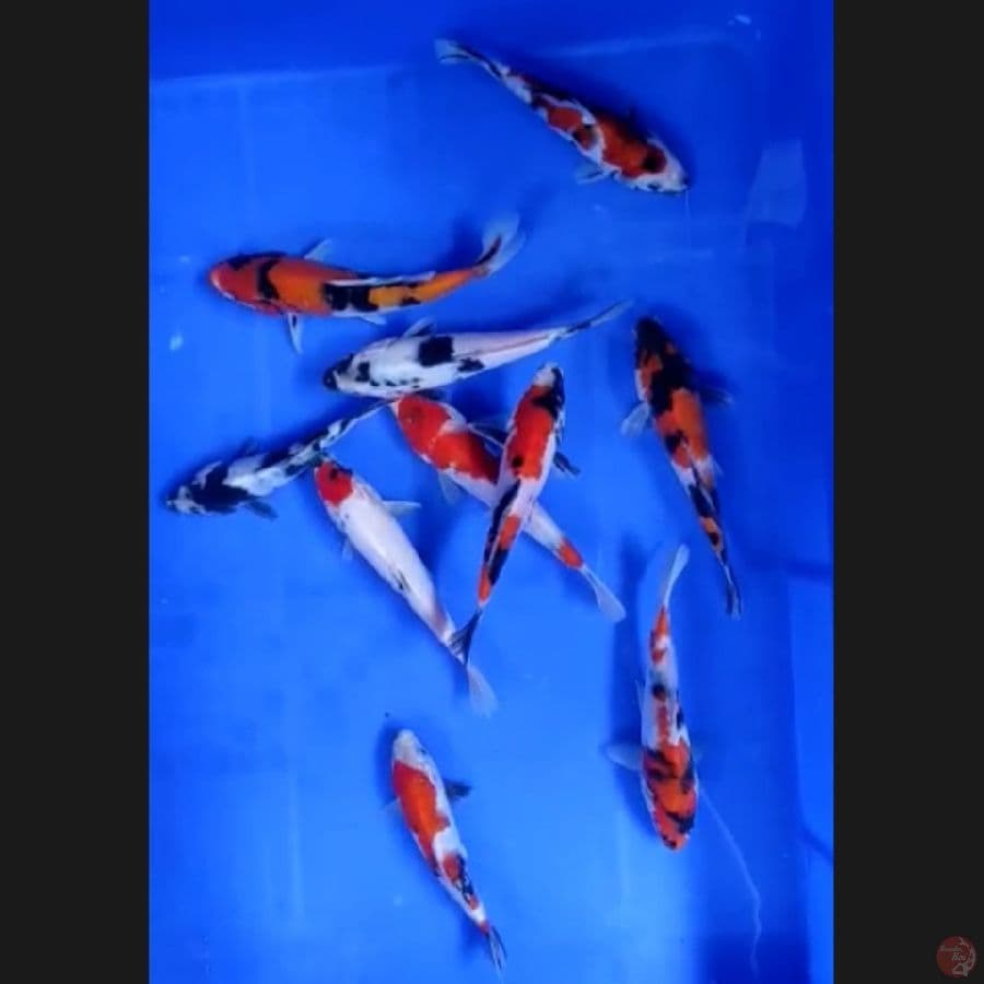 ( ±15CM ) PAKET 10 EKOR