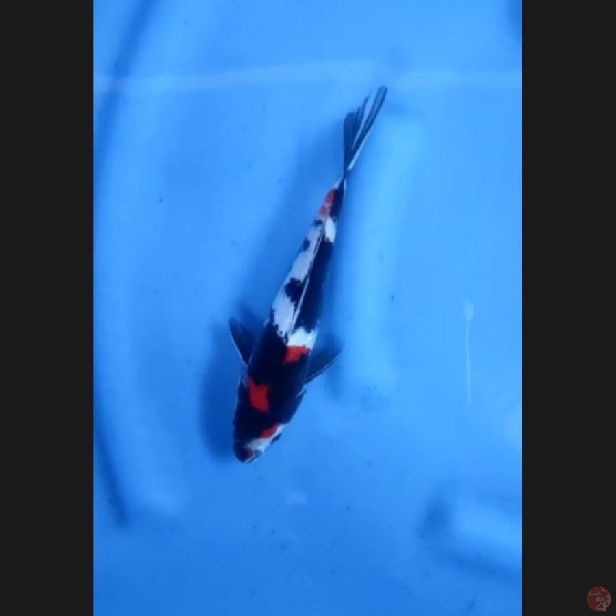 ( 20CM ) SHOWA - MALE