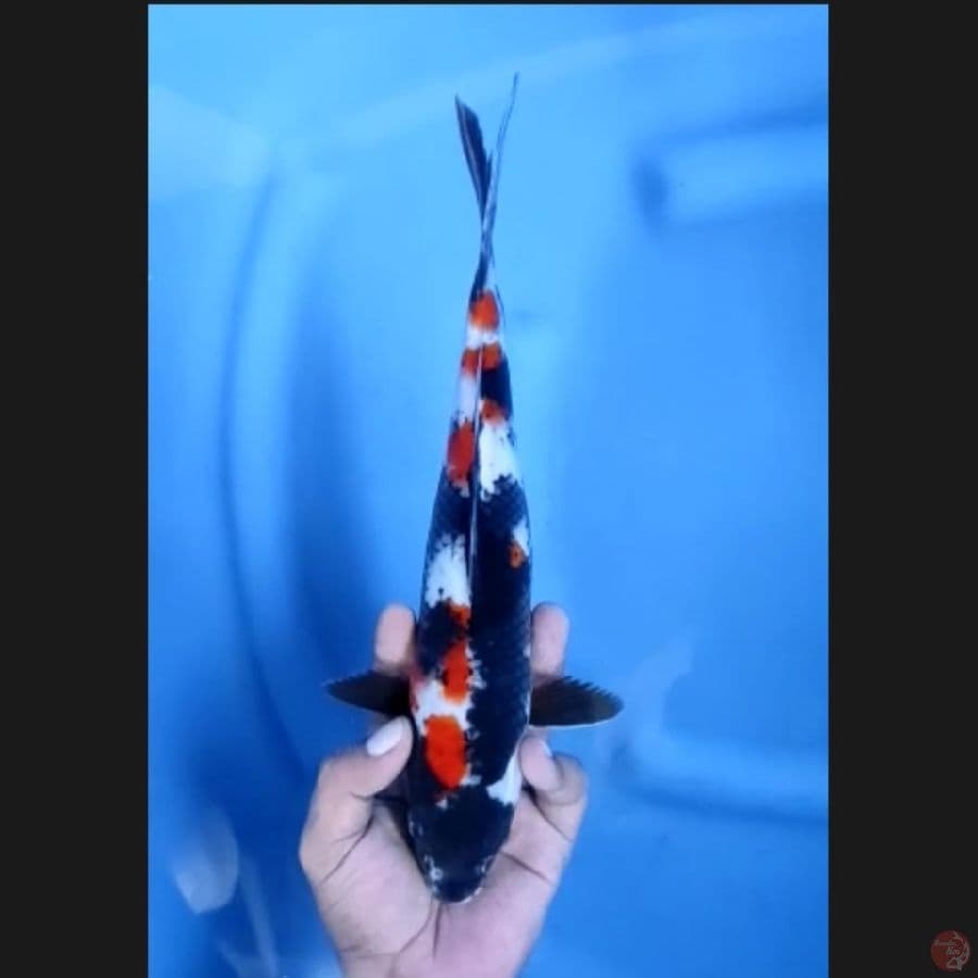 ( 28CM ) SHOWA - FEMALE