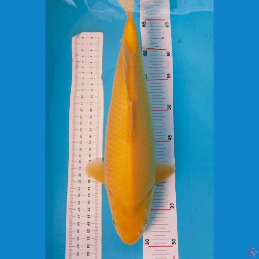 karasi lemon 37cm