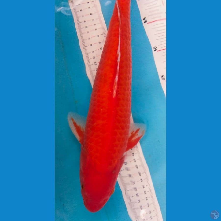Red karasi 40cm