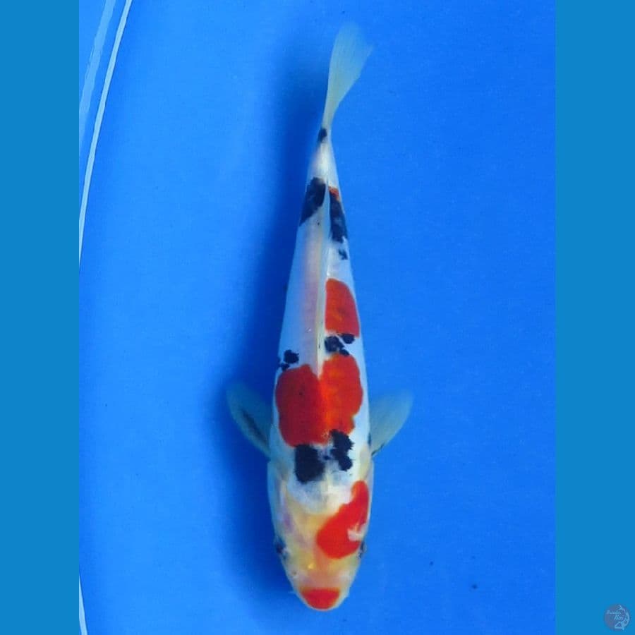 Doitsu Sanke , 18 cm