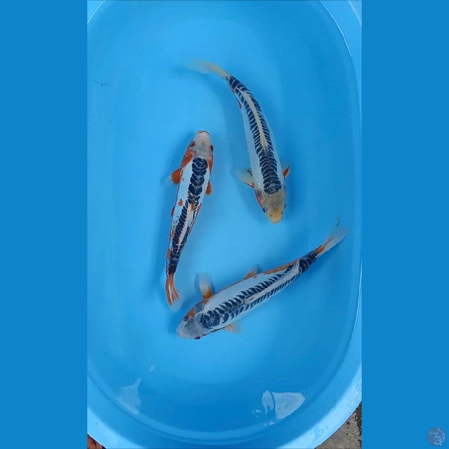 paket hanashushui 32-35cm 3ekor
